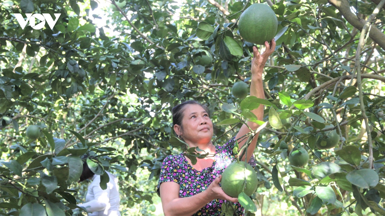 Khánh Hòa đưa vốn chương trình giảm nghèo đến với đồng bào miền núi